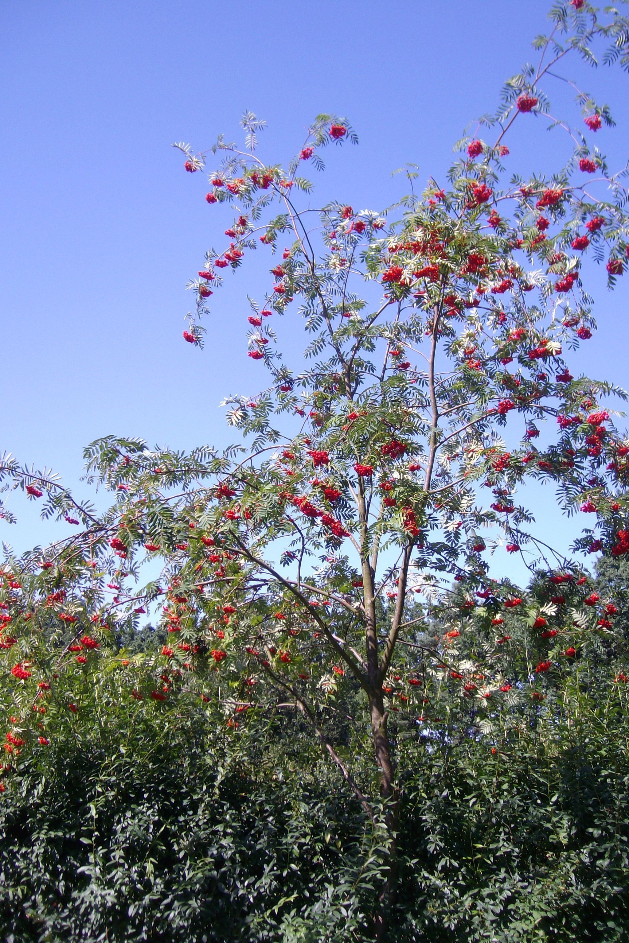 Vogelbeerbaum_1